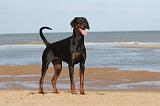 DOBERMANN 006